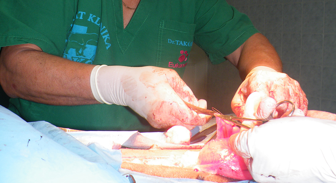 Dr. Takó Béla állatorvos - Nagyatád