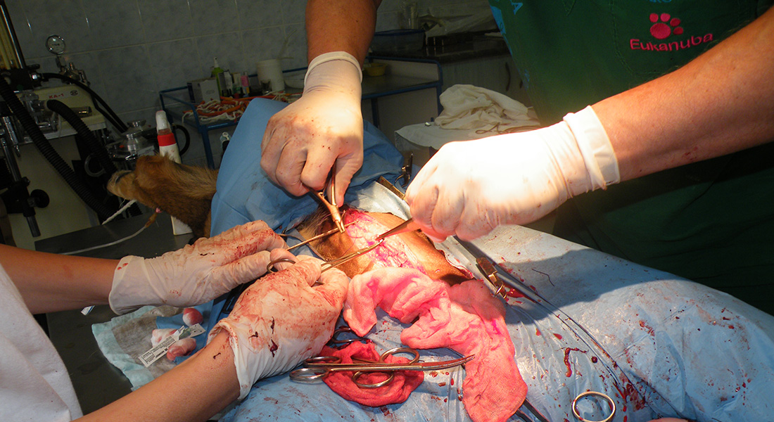 Dr. Takó Béla állatorvos - Nagyatád